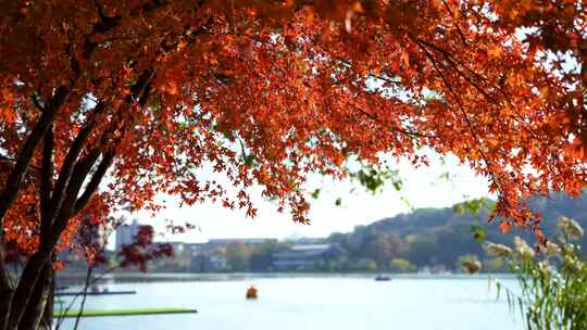 秋天南京玄武湖公园湖边红枫的秋意氛围