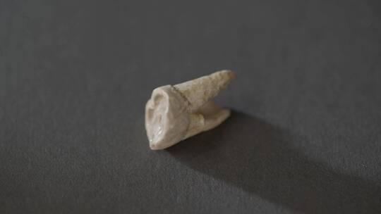 古人类牙齿骨骼化石LOG视频素材视频素材模板下载