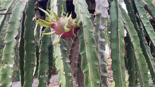 水果种植火龙果4K实拍视频