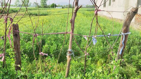 疫情城市农村街道菜园春天绿色植物