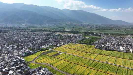 云南大理苍山洱海 喜洲古镇 唯美麦田景观