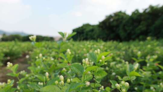 唯美茉莉花与茉莉花茶制作福州茉莉花种植园