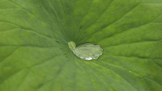 慢镜头拍摄雨水在荷叶中滚动击打的瞬间