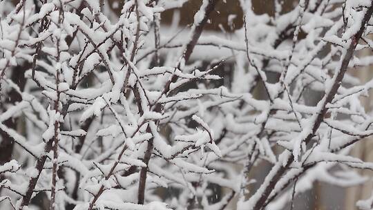 实拍视频风雪交加