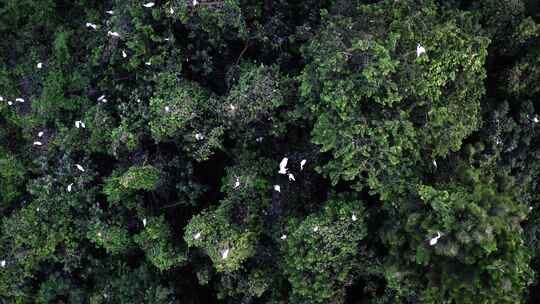 湖南岳阳东洞庭湖湿地候鸟鸟群