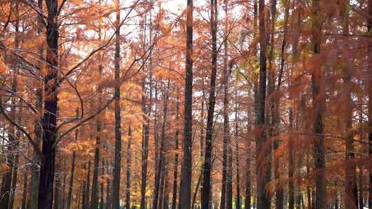 红花岭公园水杉