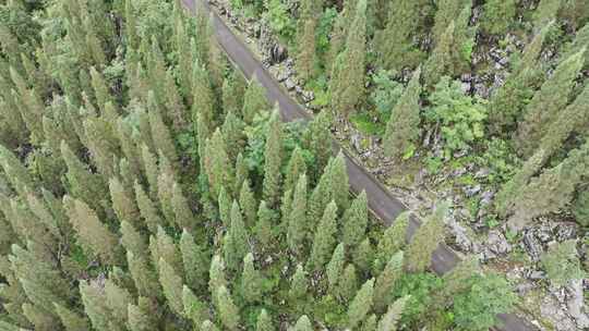 航拍山间的公路和松树林