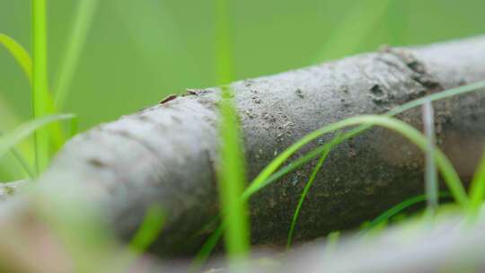 户外的野草