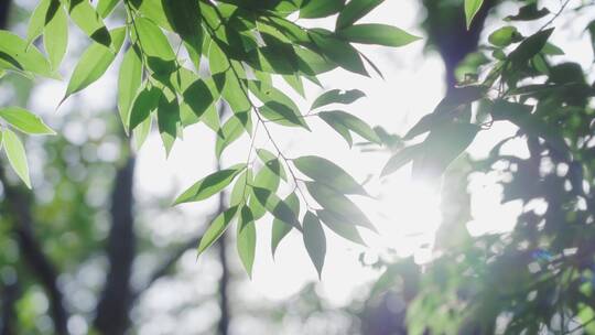 阳光透过树叶清新自然视频素材模板下载