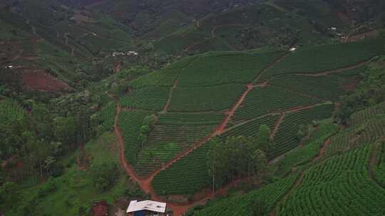 咖啡种植生产基地