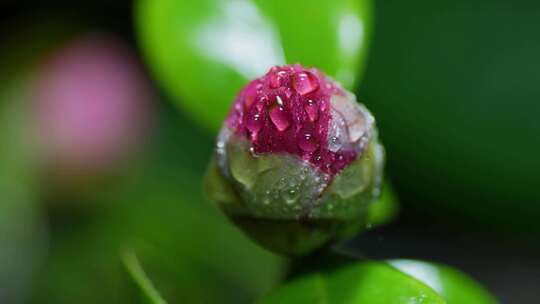 春天雨后含苞欲放的茶花粉色山茶花