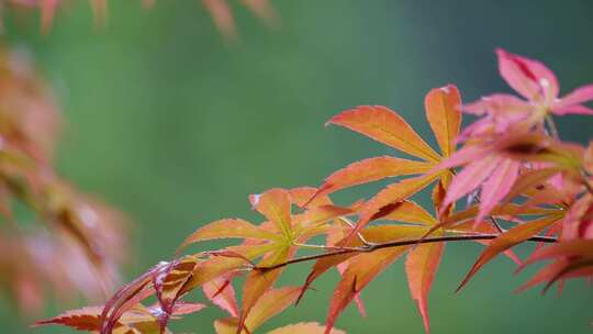 红枫叶下雨小雨秋雨秋天立秋