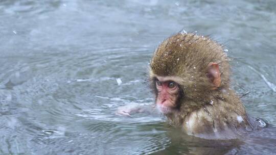 猕猴在雪里泡温泉