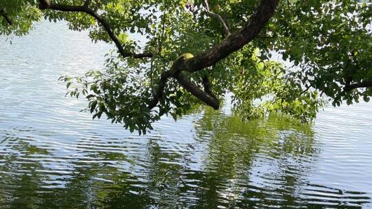 西湖绿树林水面倒影 4k