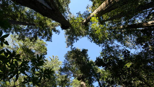红杉国家公园天空景观仰拍