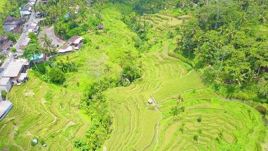 航拍印度尼西亚梯田景观