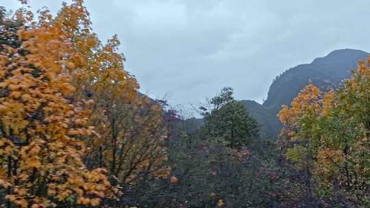 高清实拍眉山洪雅瓦屋山森林