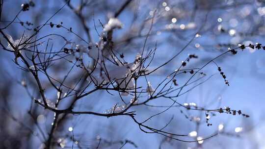 树枝上覆盖着积雪的冬日景象