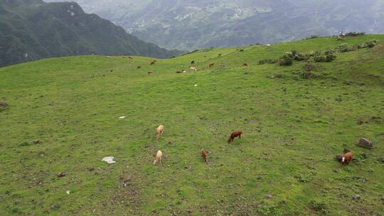 草原地放牛生活草原地自由生活草原风景