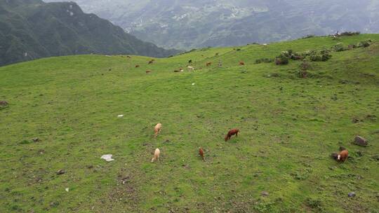 草原地放牛生活草原地自由生活草原风景视频素材模板下载