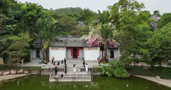 深圳最美的三角梅