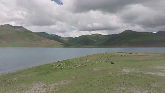 航拍西藏雅鲁藏布江变成群的牛羊视频素材模板下载