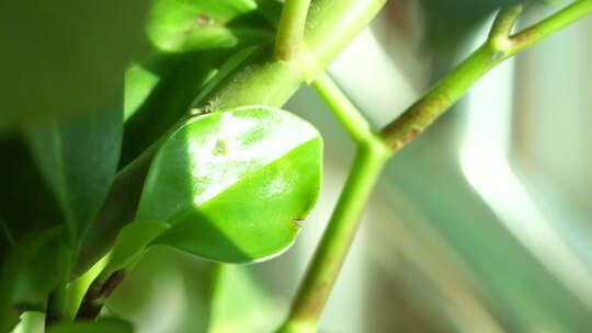 植物 绿色 盆栽 养殖