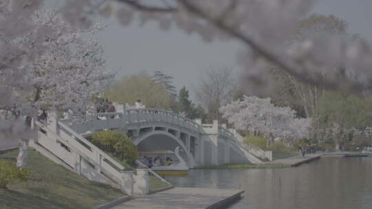 Vlog湖边樱花树