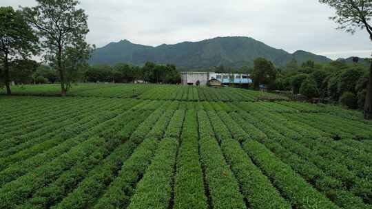 广西桂林尧山茶园