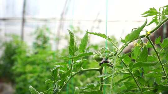 西红柿 番茄 蔬菜大棚 蔬菜 农民干活