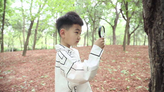 小男孩拿着放大镜观察树木视频素材模板下载