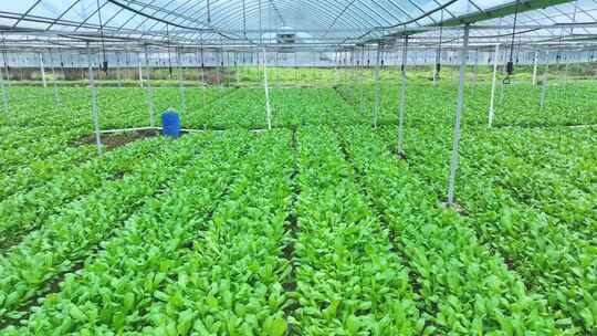 蔬菜青菜上海青种植