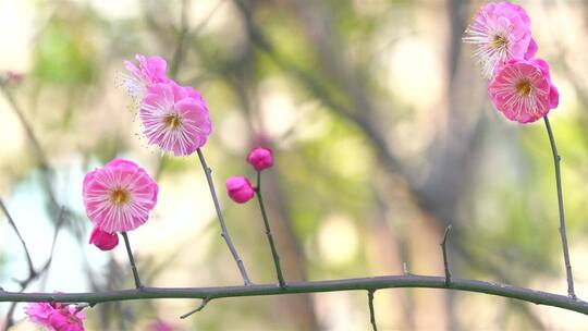 春季红色梅花景观