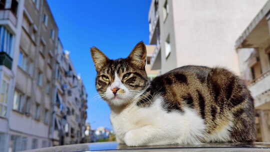 一只斑驳的流浪猫蜷缩在高地上的特写镜头