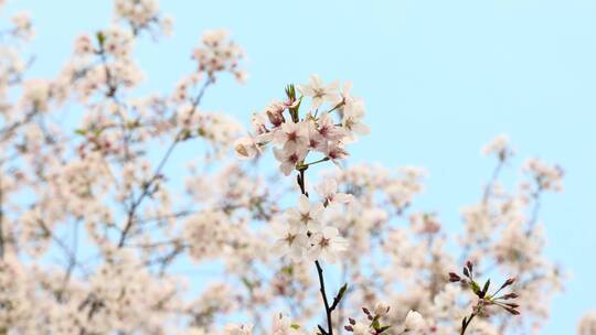 樱花空镜-特写-23