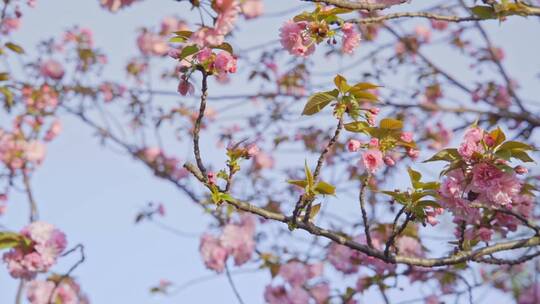 武汉理工大学的粉红色晚樱花视频素材模板下载
