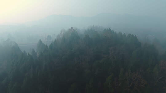 航拍清晨薄雾树林