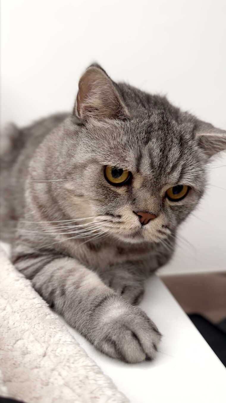 手机拍摄的沙发上的猫咪