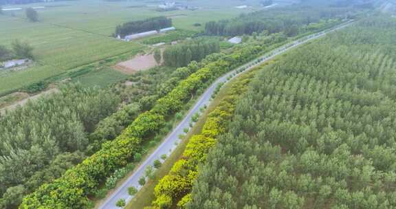 乡村道路航拍