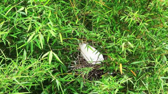 白鹭孵化孵蛋孕育生命