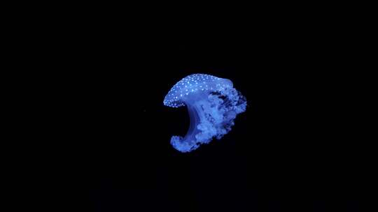 海底生物水母