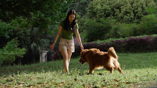 夏天公园里美女训练宠物狗金毛犬跳跃