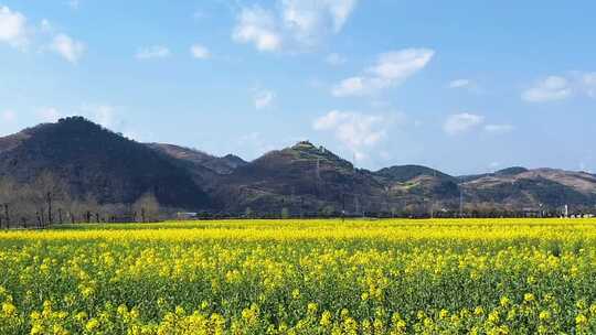 陕南地区初春油菜花田风光景色