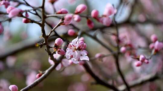 春天盛开的粉色桃花碧桃花朵特写
