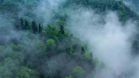 航拍森林云雾缭绕青山绿水