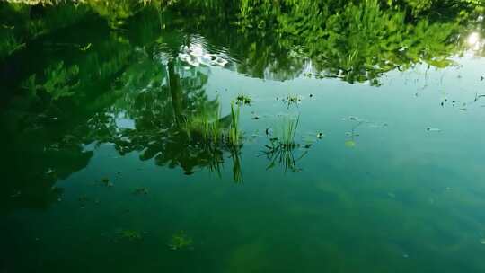 水面绿植倒影自然风光