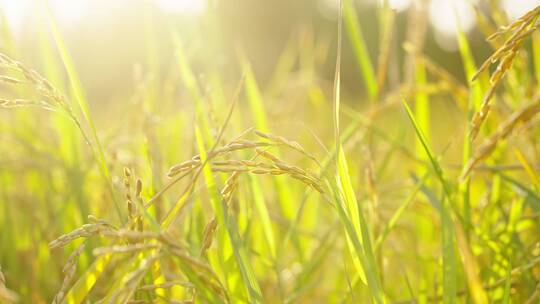 逆光拍摄秋天的稻田视频素材模板下载