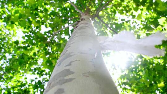 植树造林阳光下脚步走在田野里视频素材模板下载