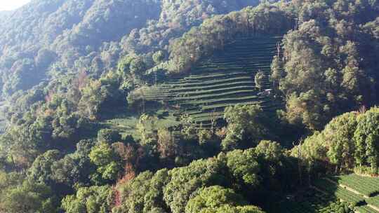 杭州九溪风景区茶园风光