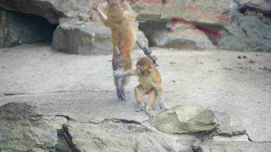 猴子幼崽小猴互相打闹